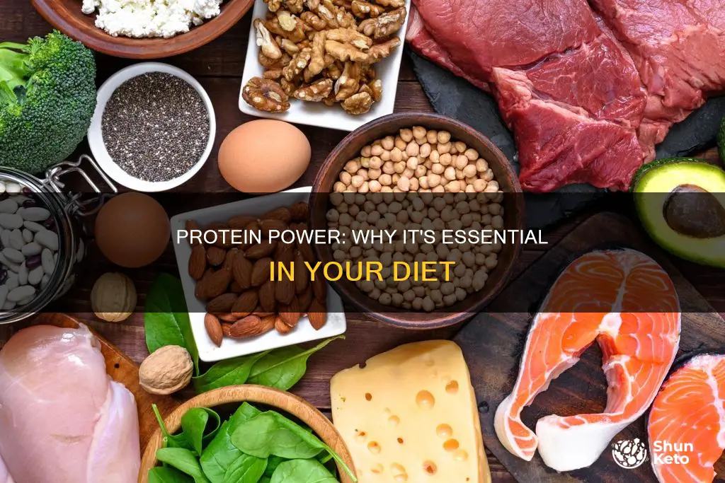 why is protein needed in a balanced diet