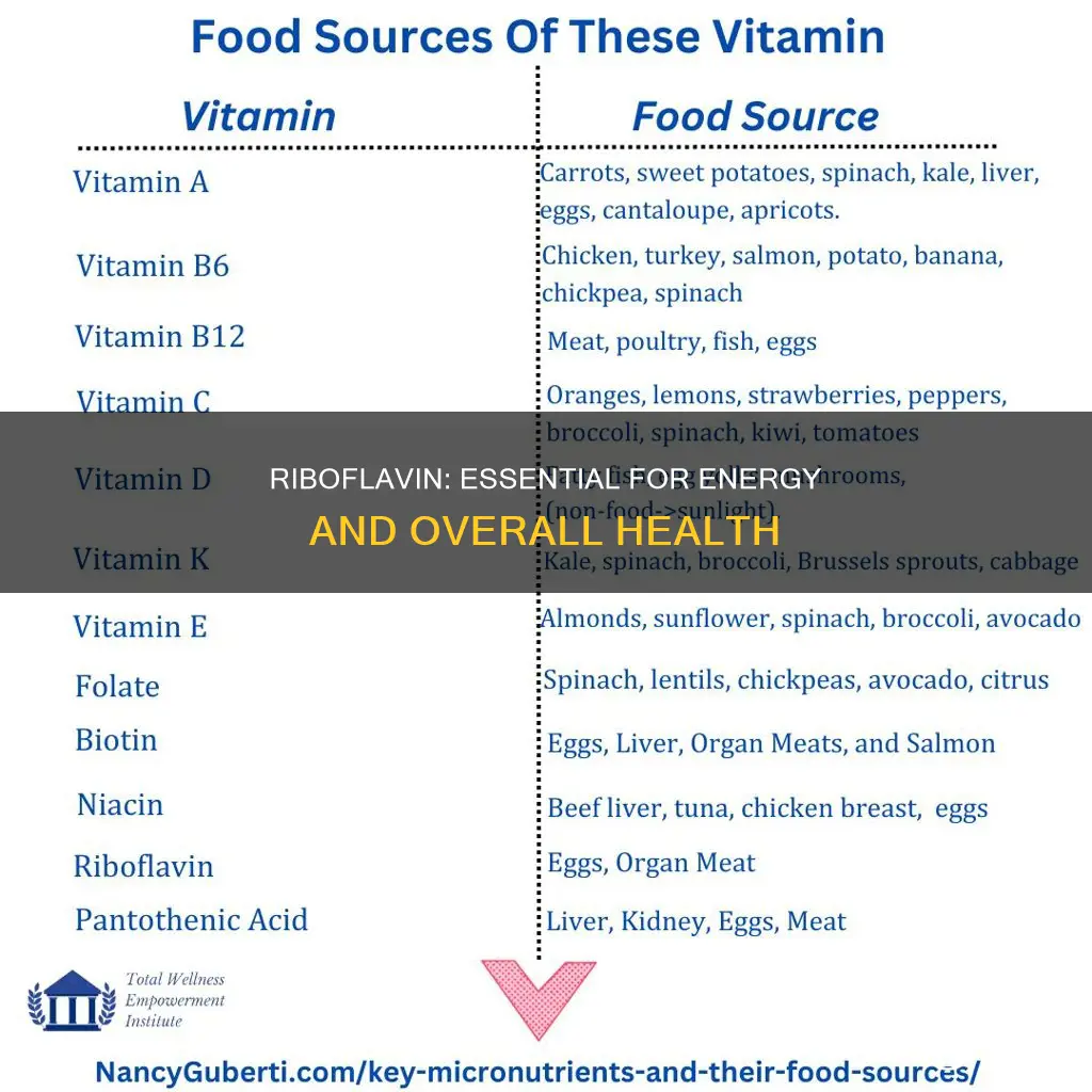 why is riboflavin important in our diet