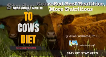 Vitamin C for Cows: Why It's Essential