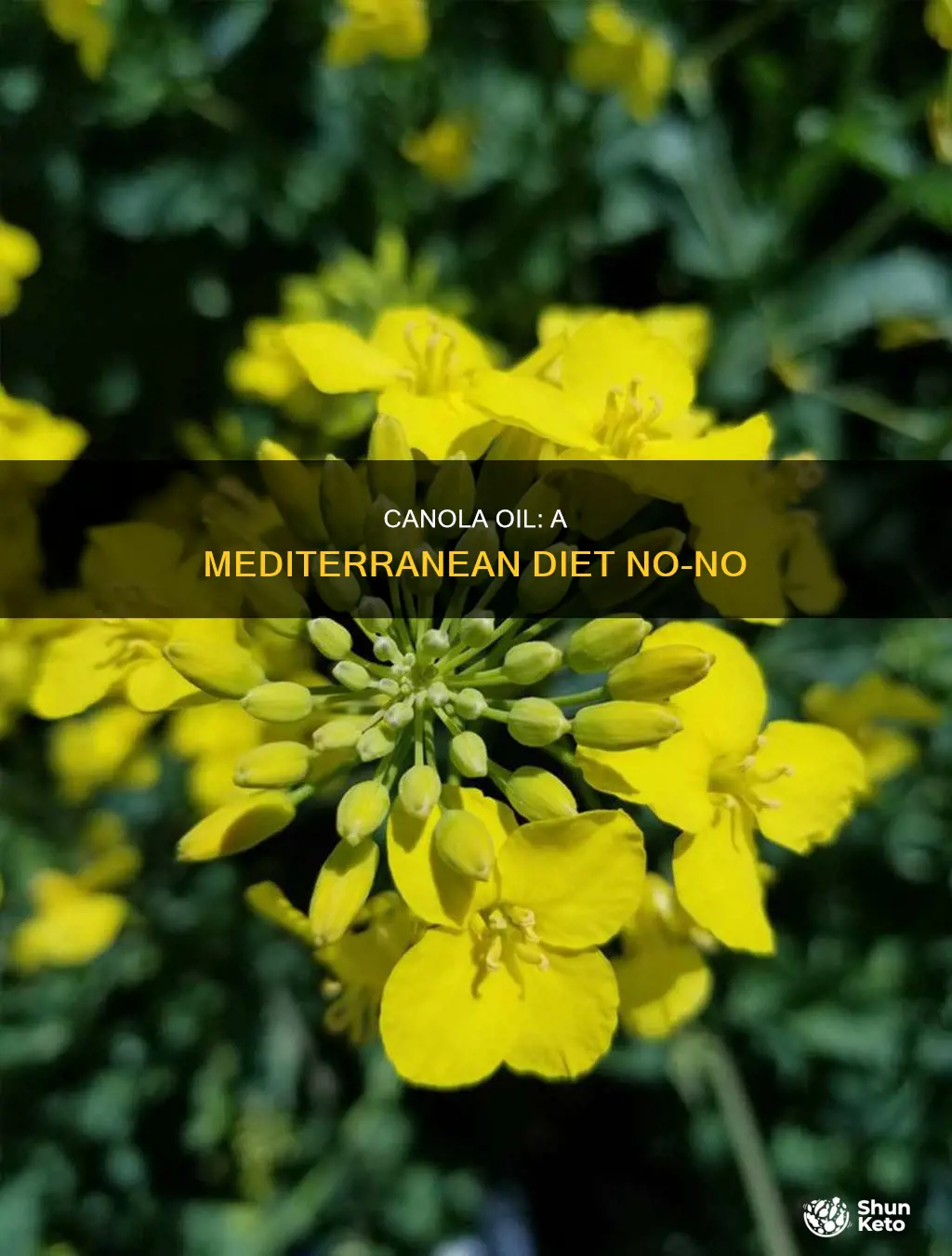 why no canola oil on the mediterranean diet