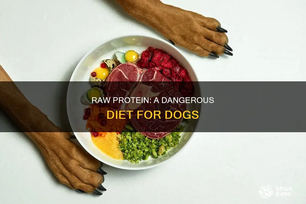why no raw protein diet for dogs