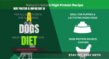 Protein for Dogs: The Ultimate Health Booster