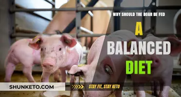 Boars Need Balanced Diets for Optimum Health