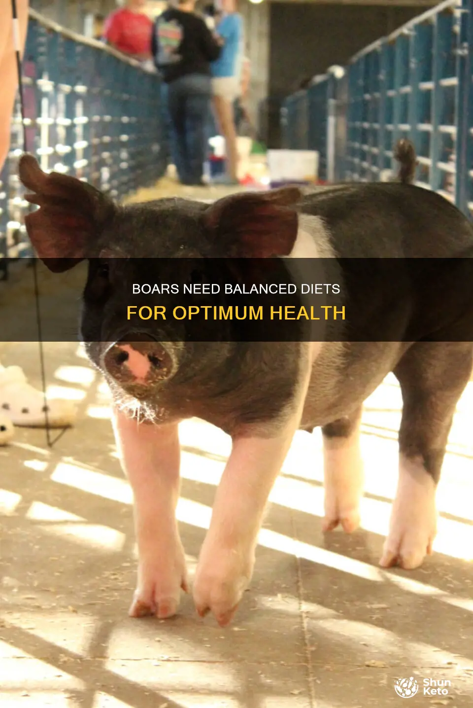 why should the boar be fed a balanced diet