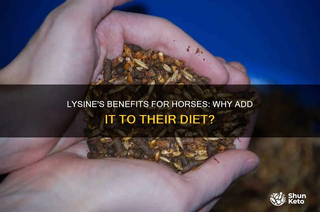why would you add lysine to a horses diet