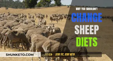 Sheep Diets: Why Changing Their Food Habits Is Harmful