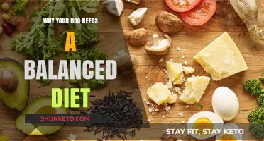 Feeding Your Dog: Balanced Diet, Happy Life