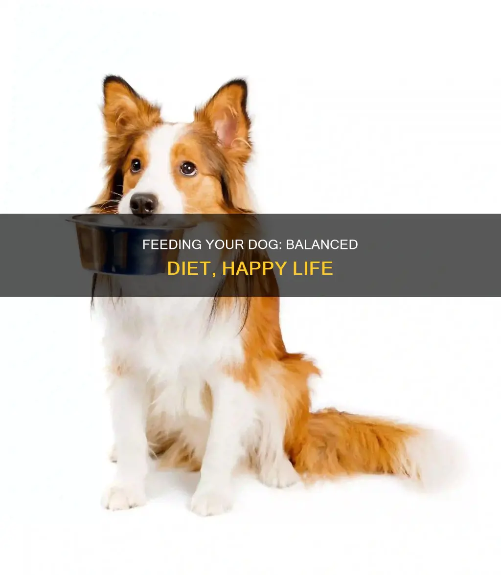 why your dog needs a balanced diet
