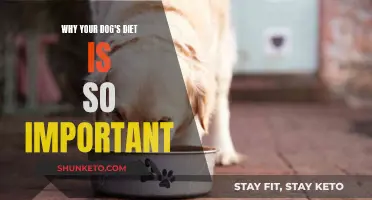 Your Dog's Diet: Why It's Critical to Their Health