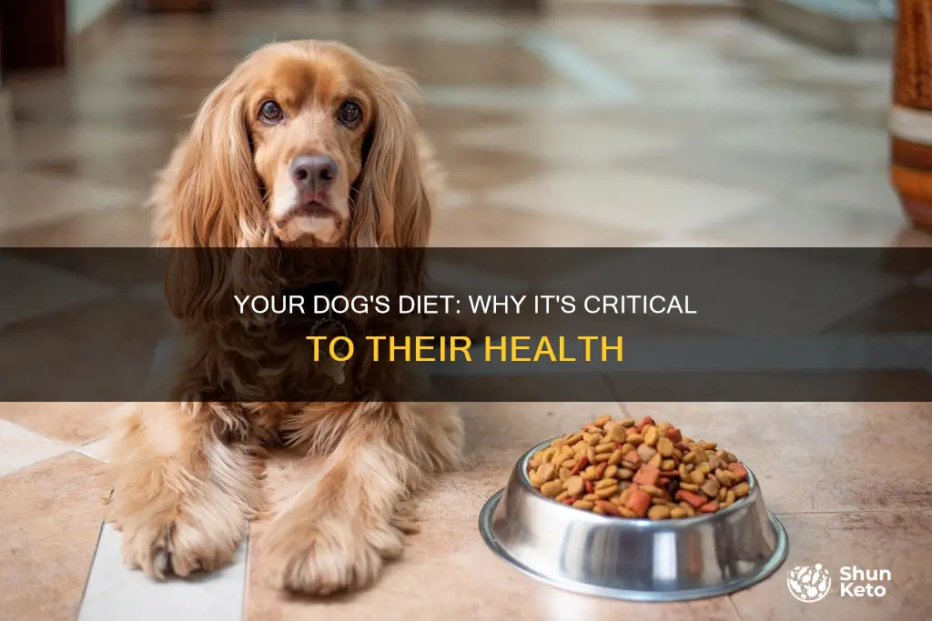 why your dog
