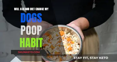 Bland Diets: Changing Dog Poop Habits and Health