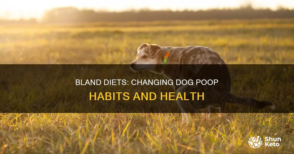 will a bland diet change my dogs poop habit