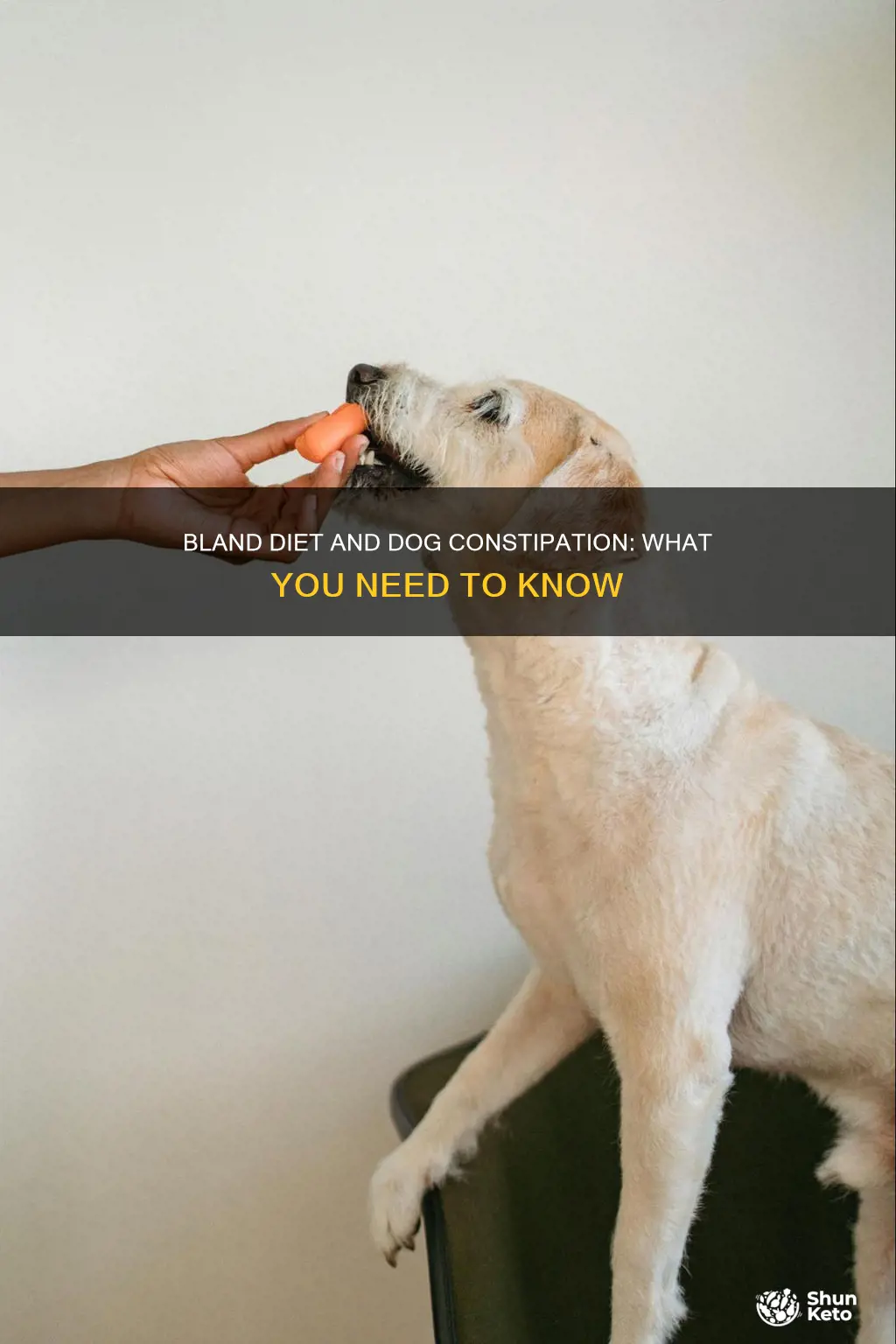 will a bland diet make my dog constipated
