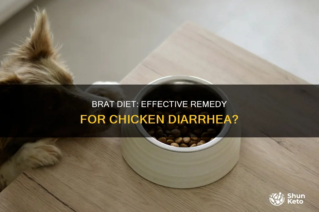 will a brat diet help a chicken with diarrhea