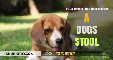 Dog Stool Blood: Diet a Factor?