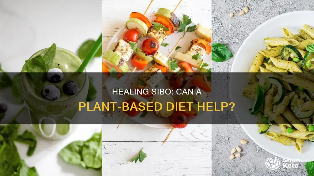 will a plant based diet heal sibo