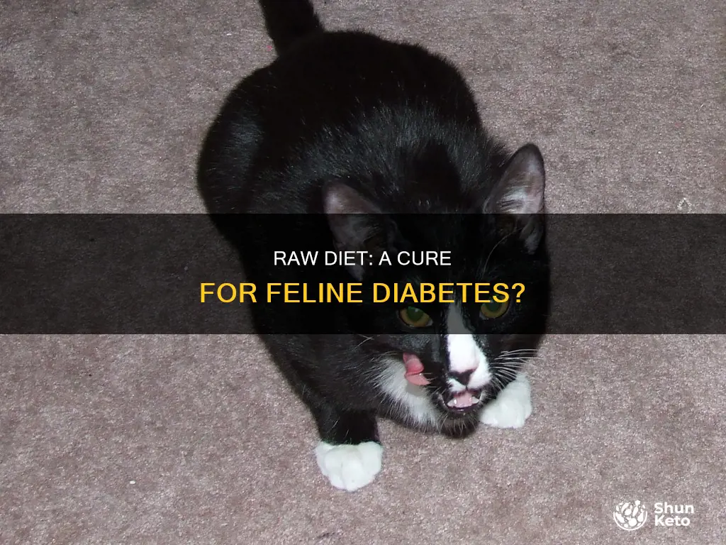 will a raw diet help a cat with diabetes