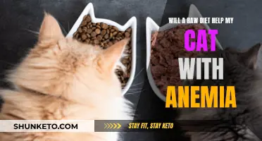 Raw Diet: Anemia Cure for Cats?
