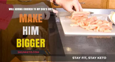 Does Chicken Make Dogs Bigger?