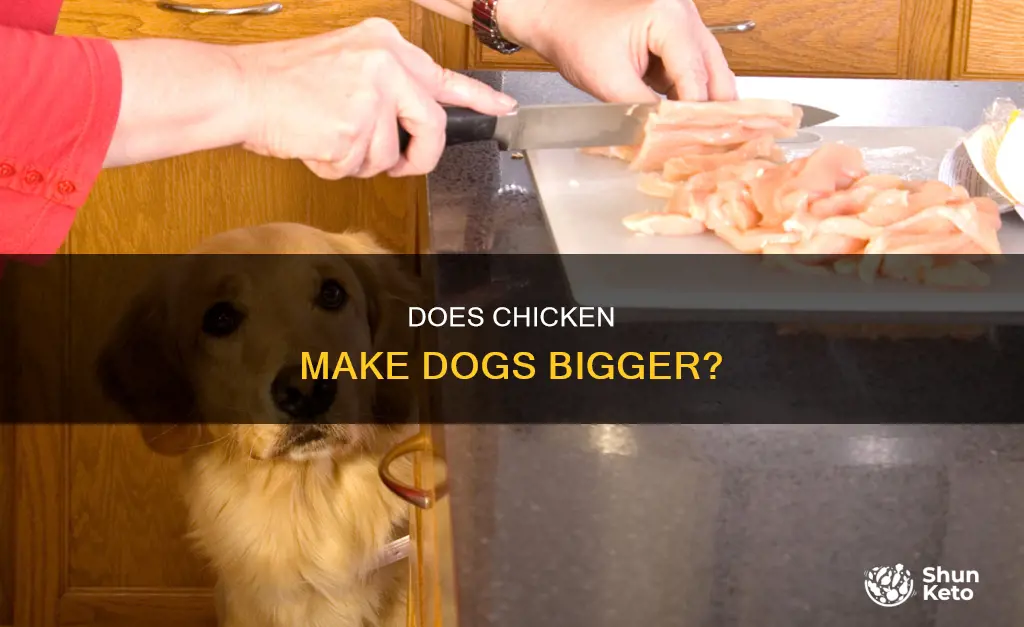 will adding chicken to my dog