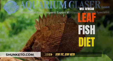 African Leaf Fish Diet: What Do They Eat?