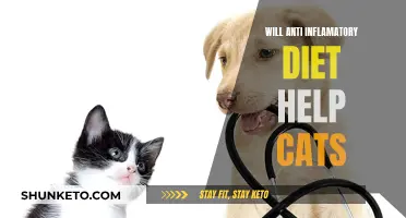Anti-Inflammatory Diets: A Purr-fect Solution for Cats?