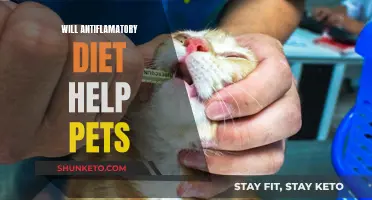 Anti-Inflammatory Diets: A Pet Owner's Guide to Reducing Inflammation