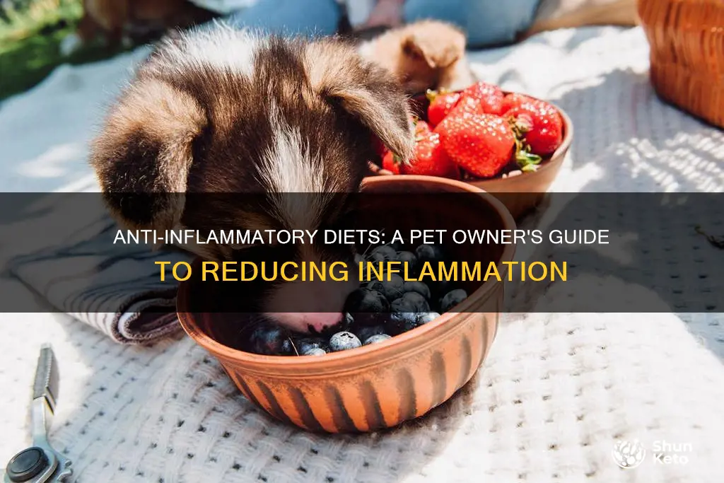 will antiflamatory diet help pets