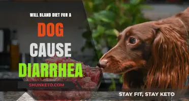 Bland Diets for Dogs: Friend or Foe?