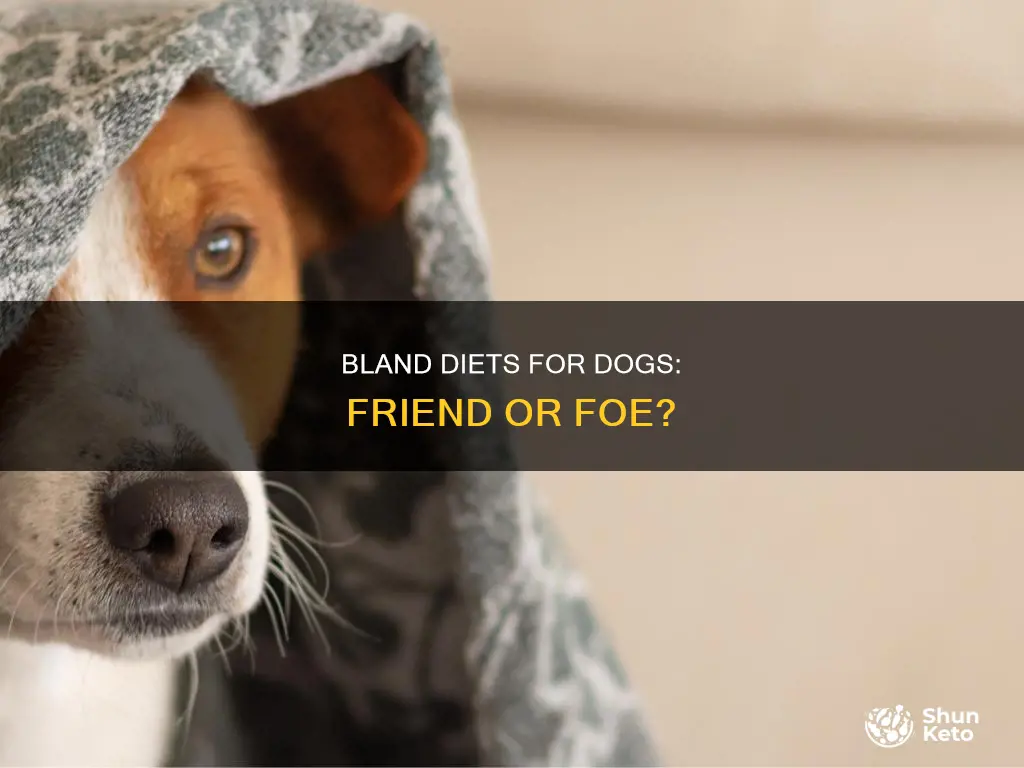will bland diet for a dog cause diarrhea