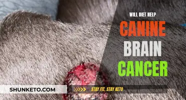 Canine Brain Cancer: The Diet Solution