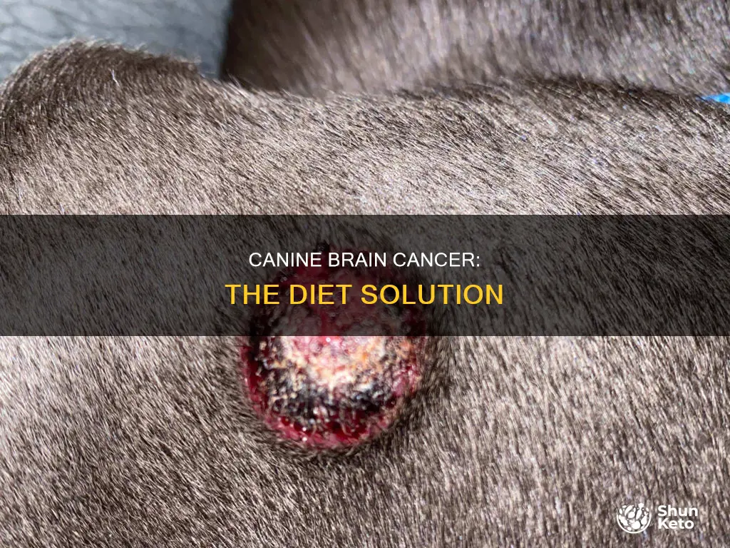 will diet help canine brain cancer