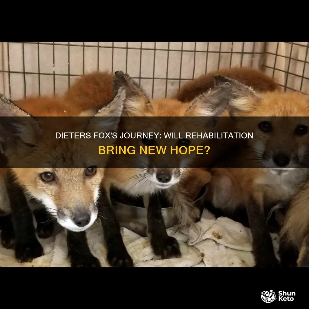 will dieter fox rehabilitation