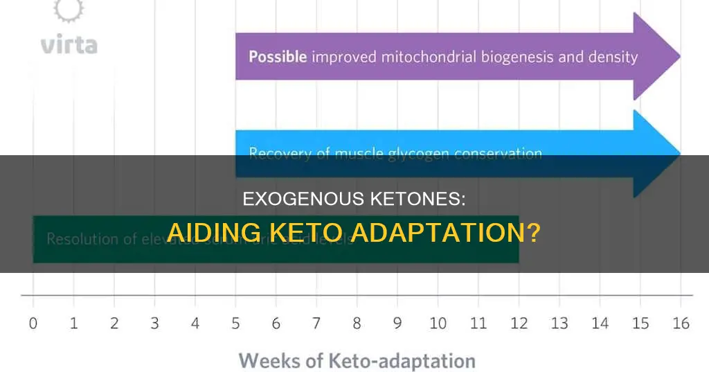 will exogenous ketones help keto adaptation