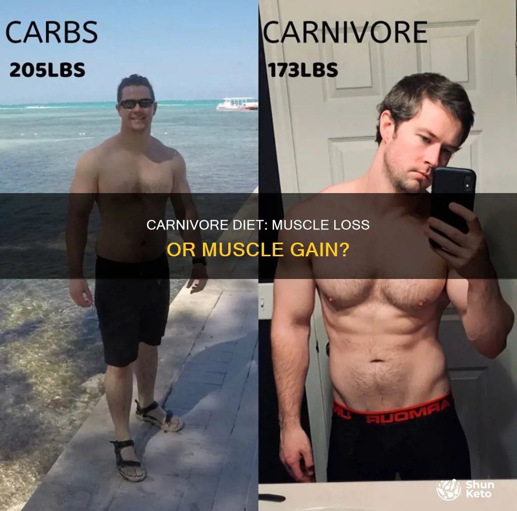 will i lose muscle on carnivore diet