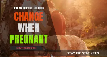 Pregnant Pooch: Diet and Mood Changes to Expect