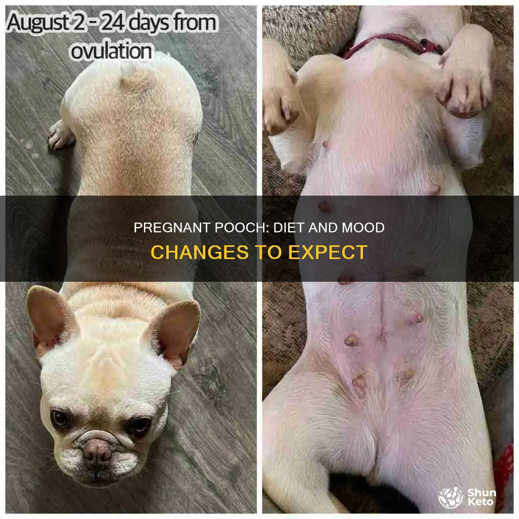 will my dog