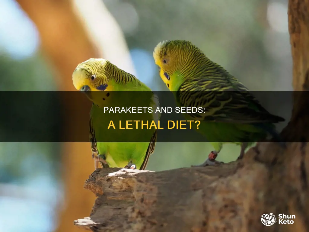 will seed only diet kill a parakeet