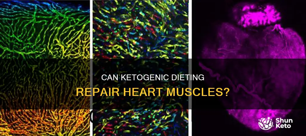 will the ketogenic diet rebuild the heart muscle