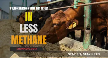 Cattle Diet Change: Reducing Methane Emissions?